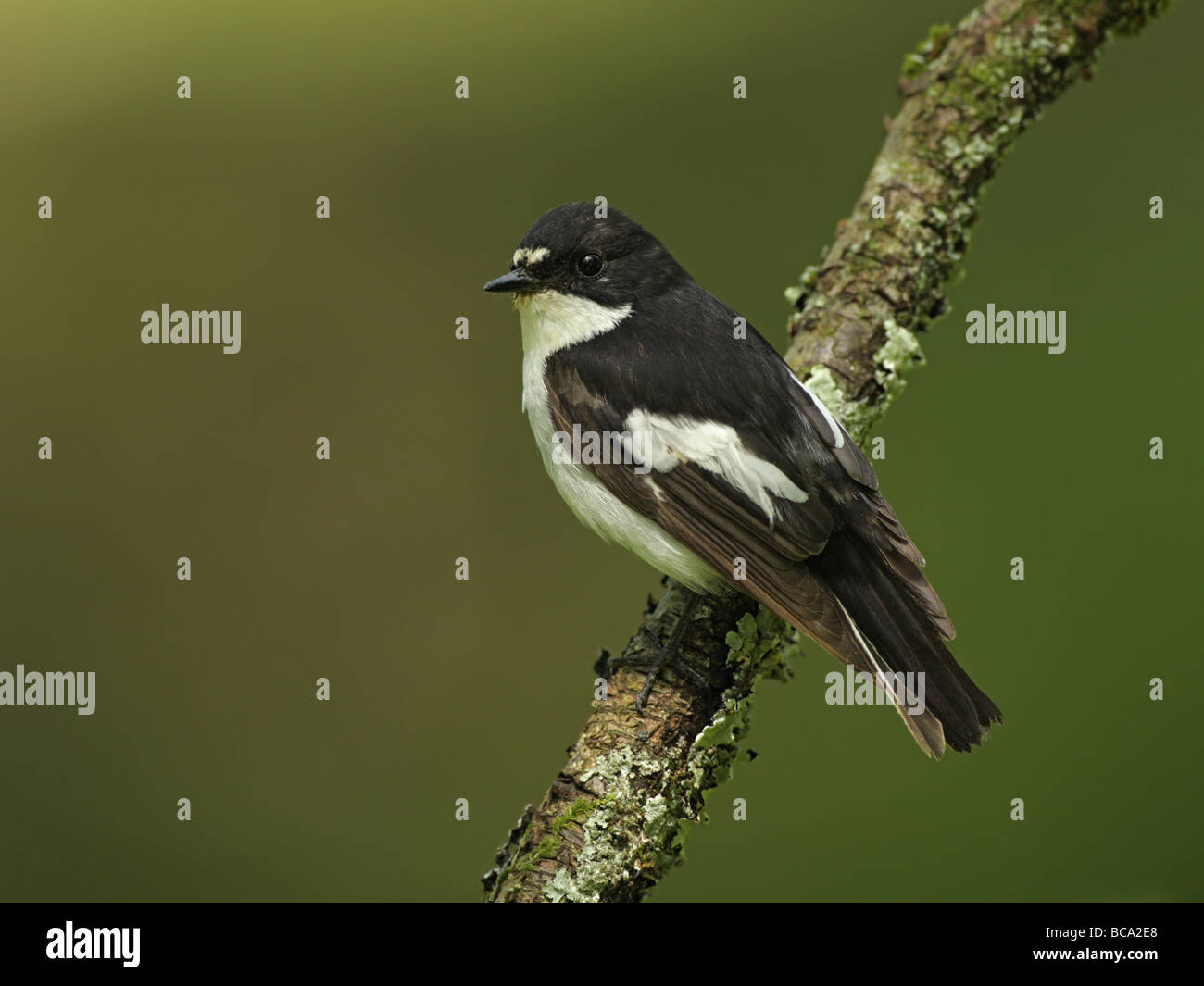 Pied Flycatcher, Ficedula hypoleuca, male perched on lichen covered branch Stock Photo