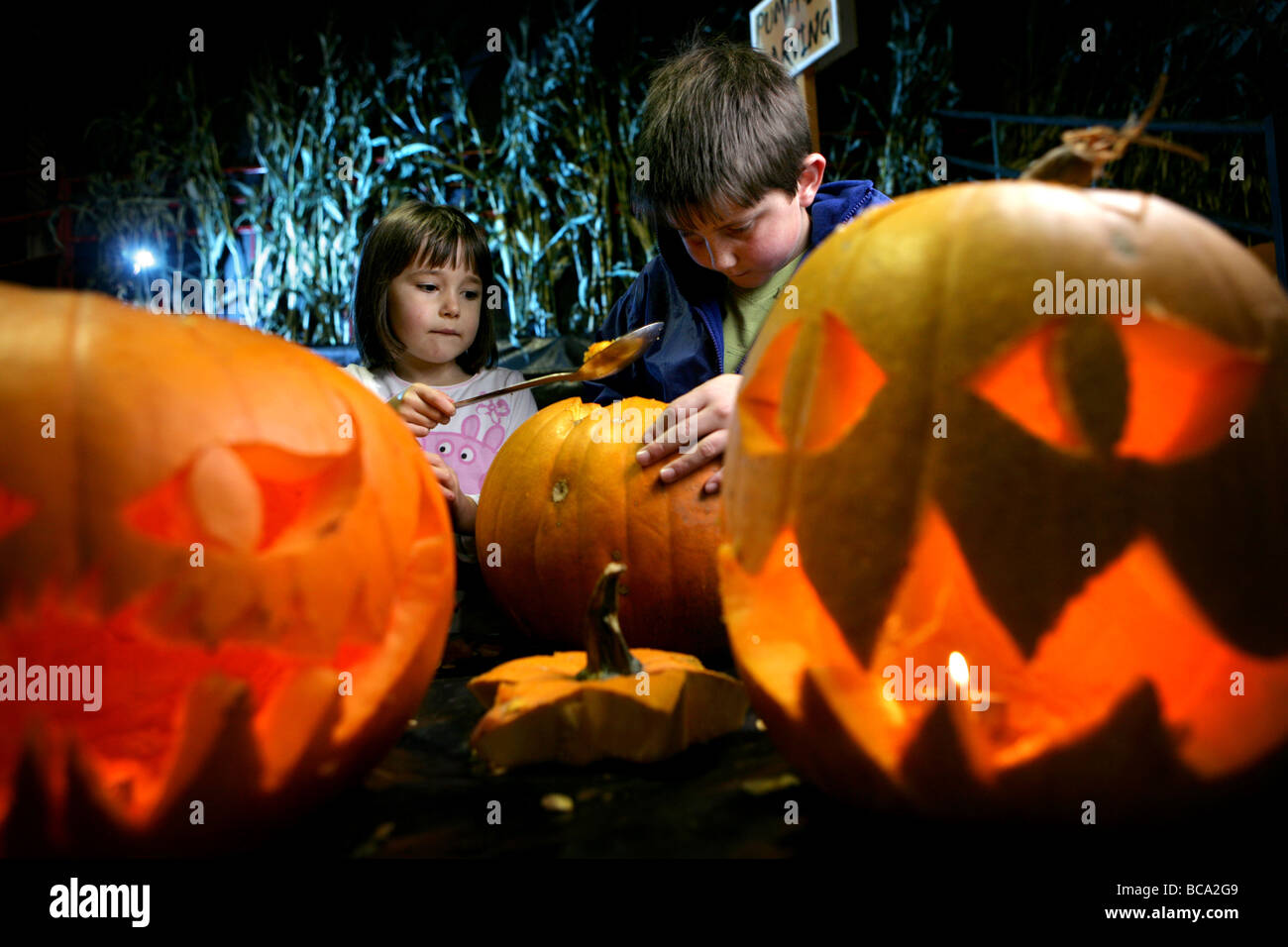 Children scoop out pumpkins for Halloween Stock Photo Alamy