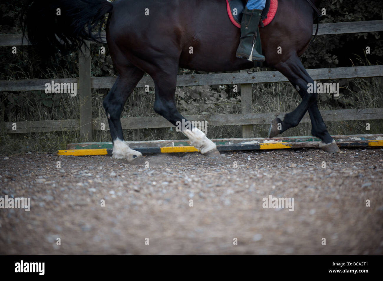 A horse trots past Stock Photo Alamy