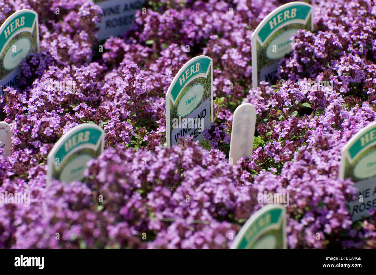 pink flowering herbs Stock Photo - Alamy