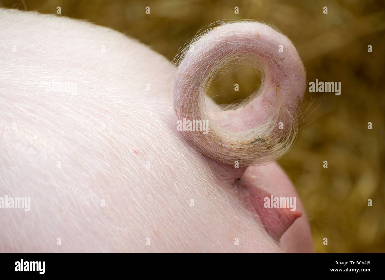 curled pig's tail Stock Photo