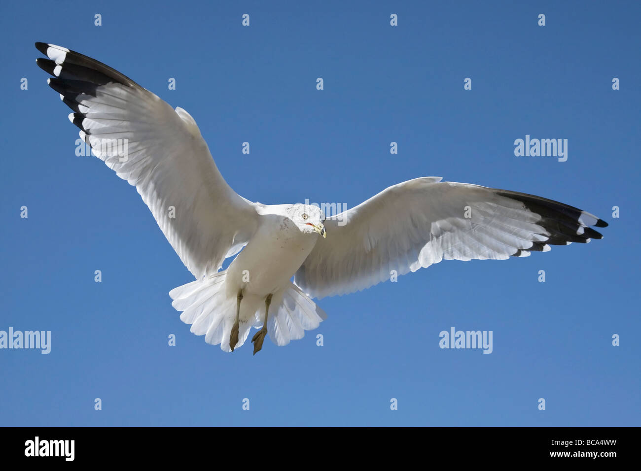 An adult Ring billed Gull in flight Stock Photo