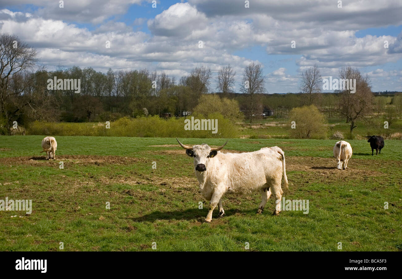 White Park Cattle Stock Photo - Alamy