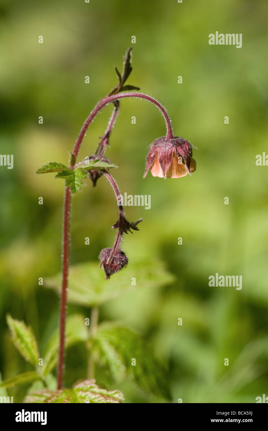 Water avens geum rivale hi-res stock photography and images - Alamy