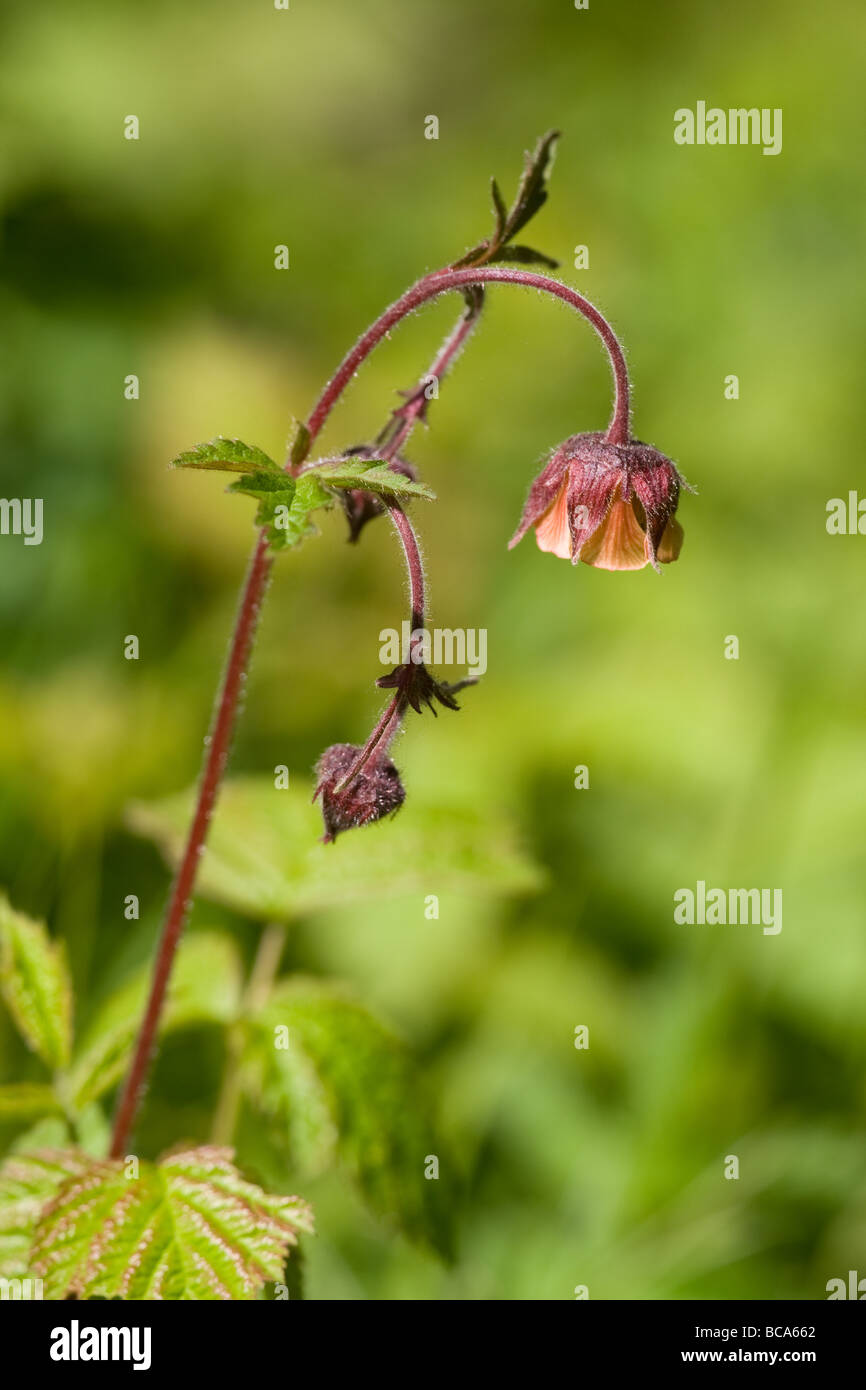 Water avens geum rivale hi-res stock photography and images - Alamy