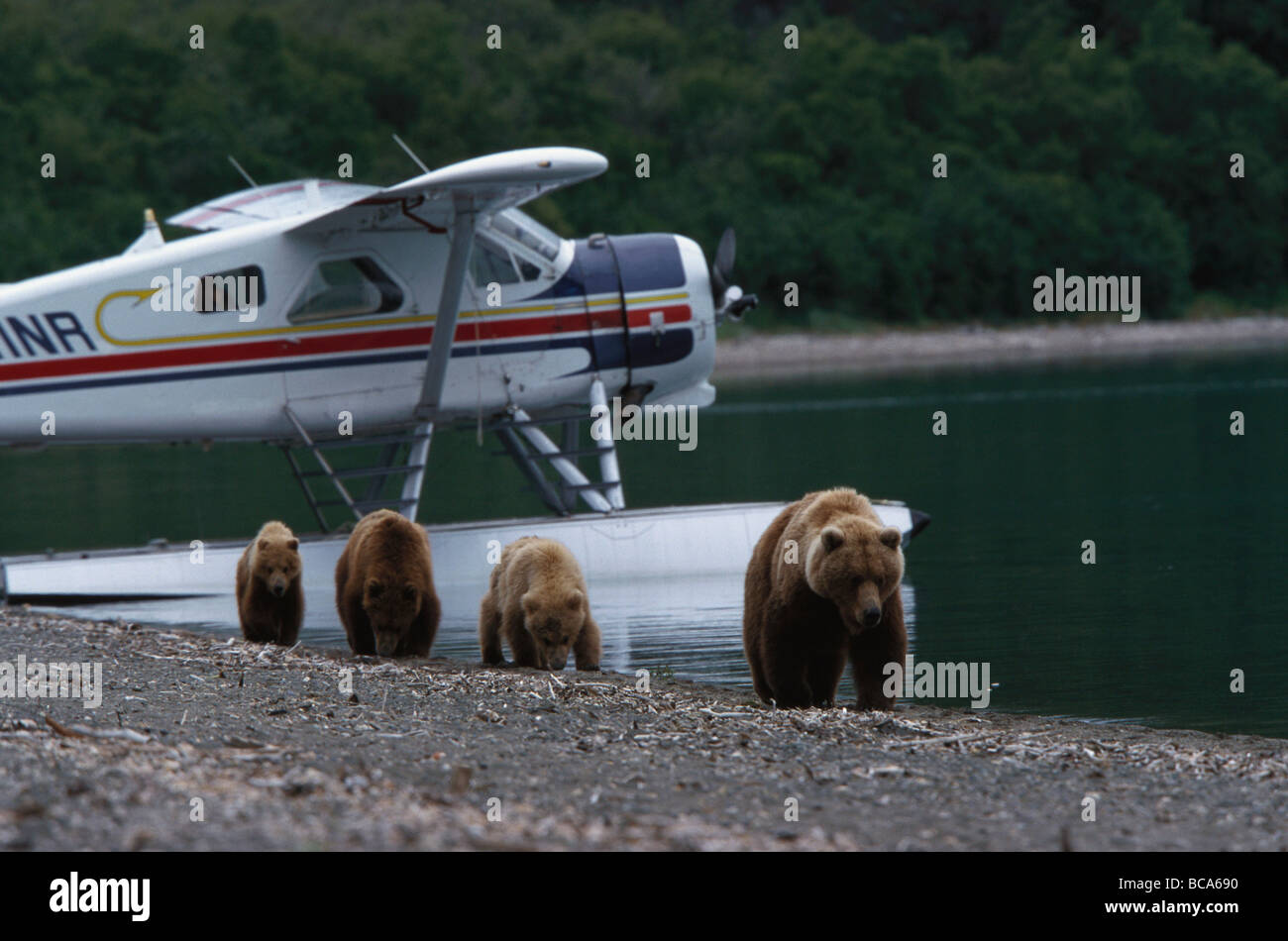 Brown bear, grizzly with cubs, Ursus Arctos, seaplane in the background, Katmai National Park, Alaska, USA Stock Photo