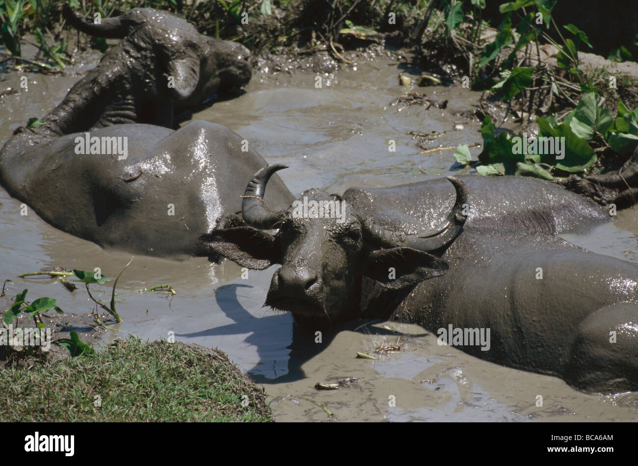 Water buffalo have a mud bath, Andaman Islands, India Stock Photo