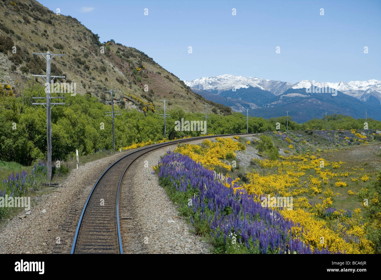 Lupines and Gorse Alongside Railroad Tracks, Aboard TranzAlpine Train from Christchurch to Greymouth, near Arthur's Pass, South Stock Photo
