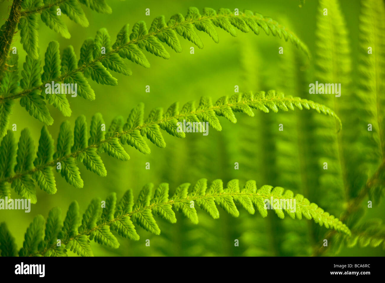 frond of bracken fern Stock Photo