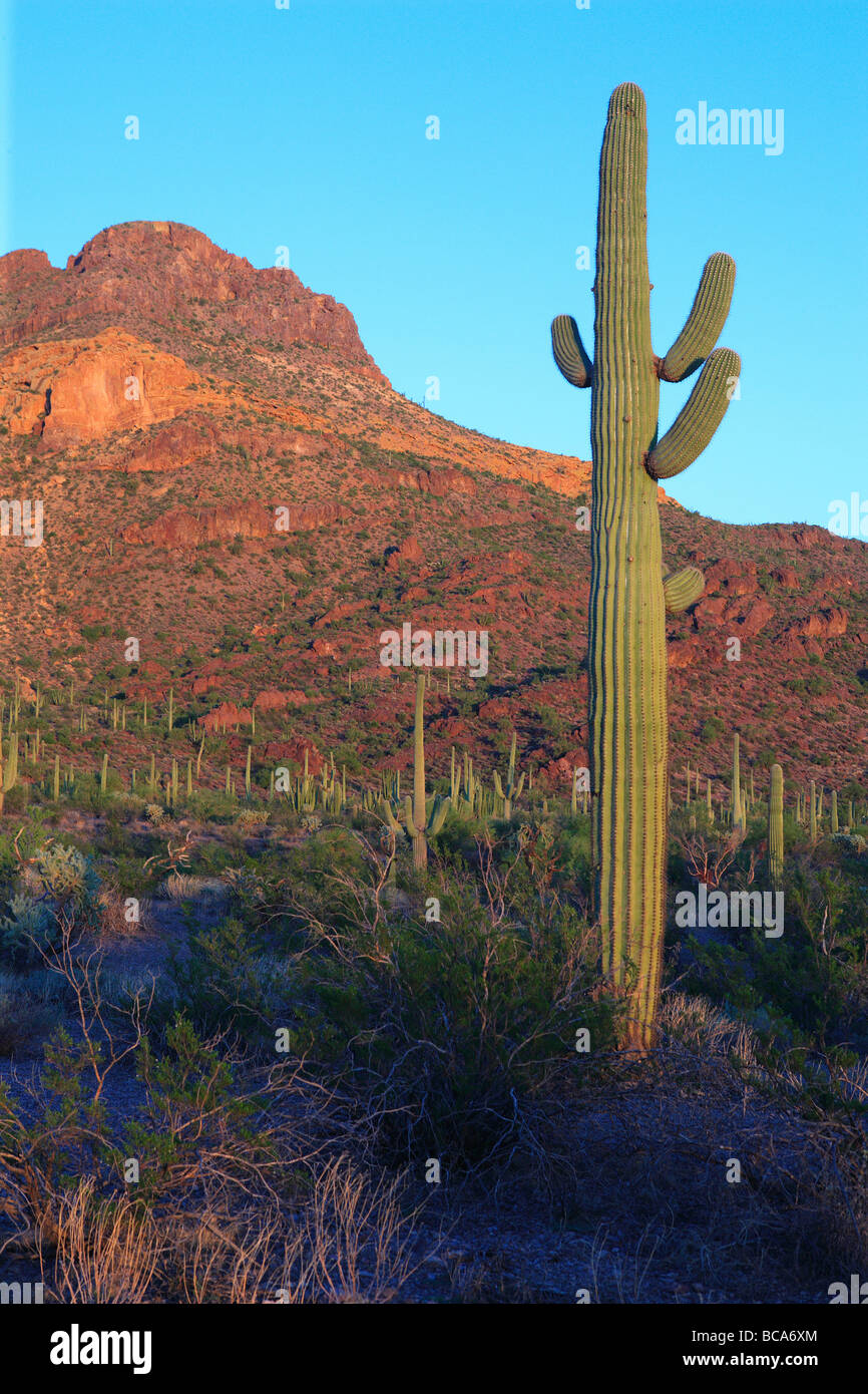Sonoran desert scene with saguaro cactus Stock Photo - Alamy