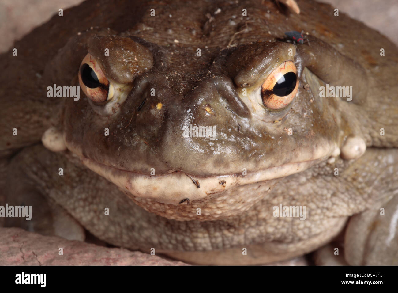 A sonoran desert toad Pauses for a photo Stock Photo