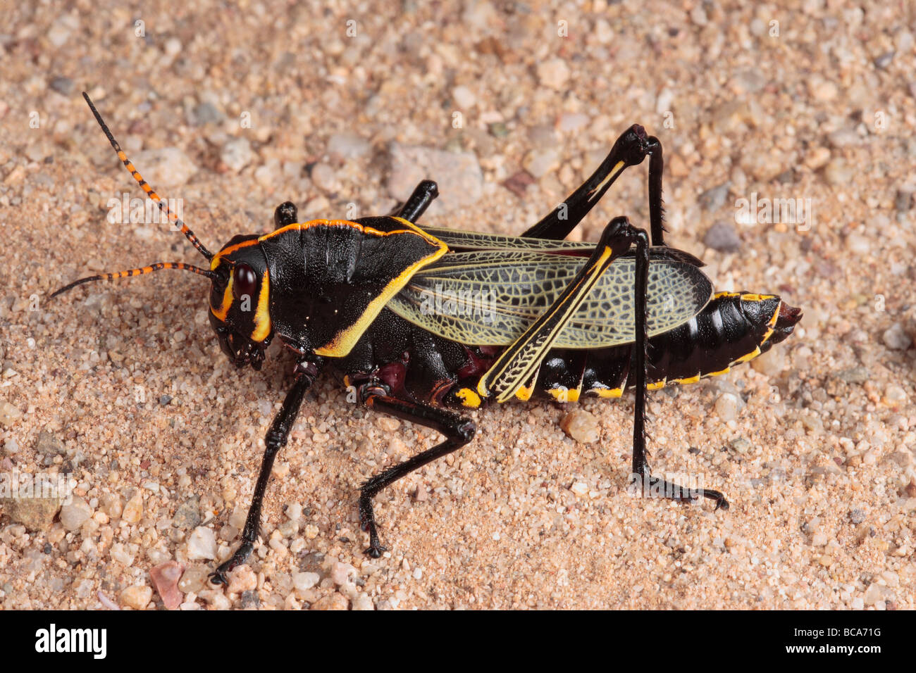 A horse lubber ready for adulthood Stock Photo Alamy