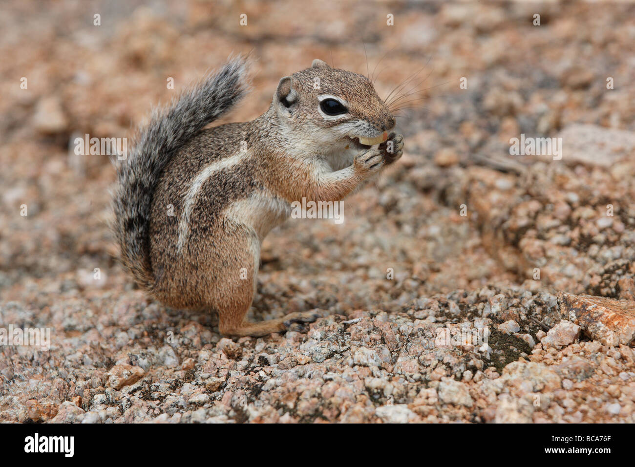 An antelope ground squirrel poses for a picture. Stock Photo