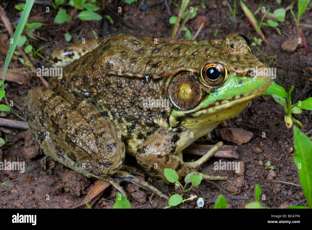 A green frog pauses at the edge of a swamp. Stock Photo