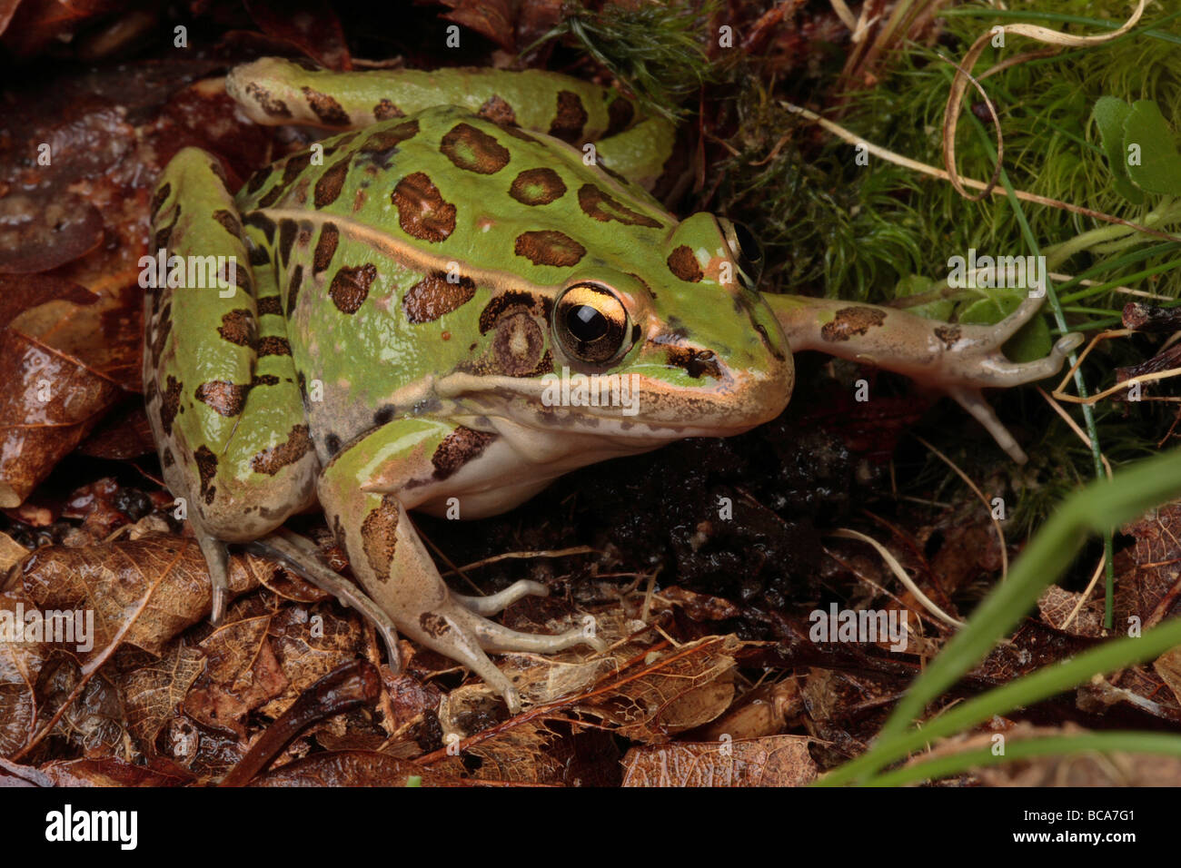 A southern leopard frog pauses in leaf litter. Stock Photo