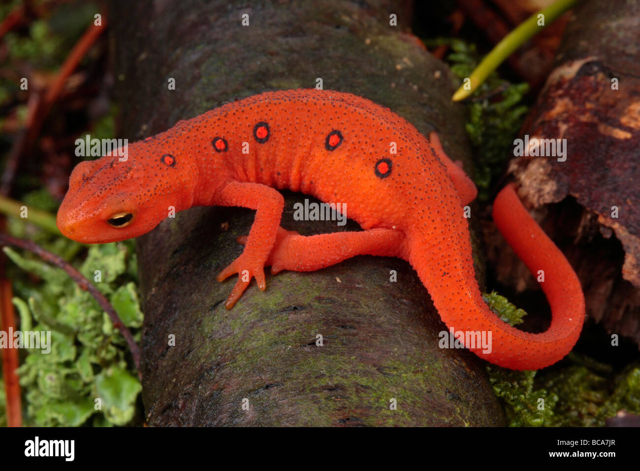 Image result for images of red efts