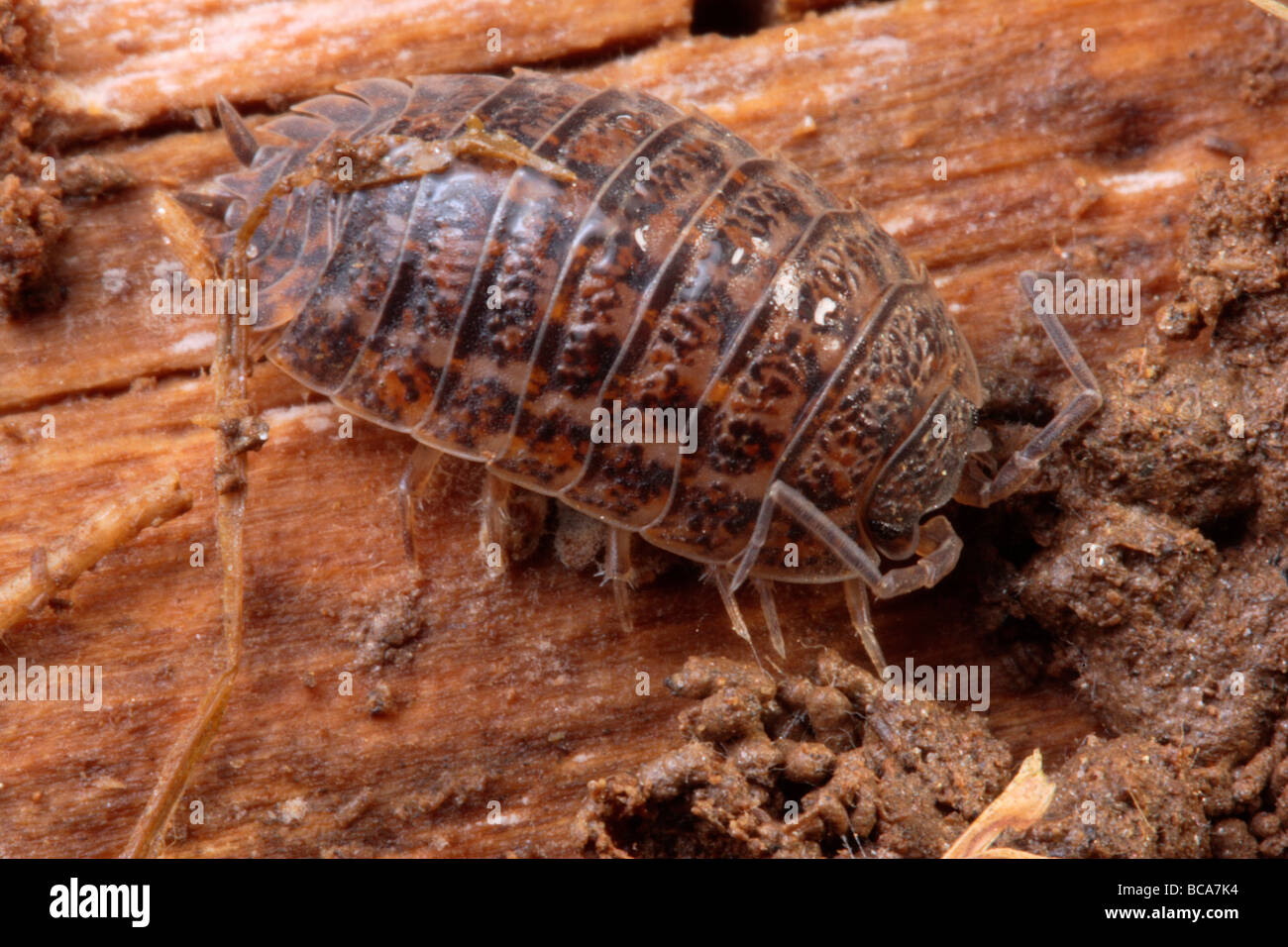 A pillbug feeding on detritus. Stock Photo