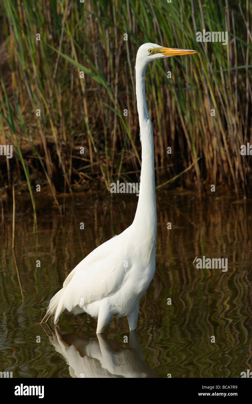 A great egret forages in a canal. Stock Photo