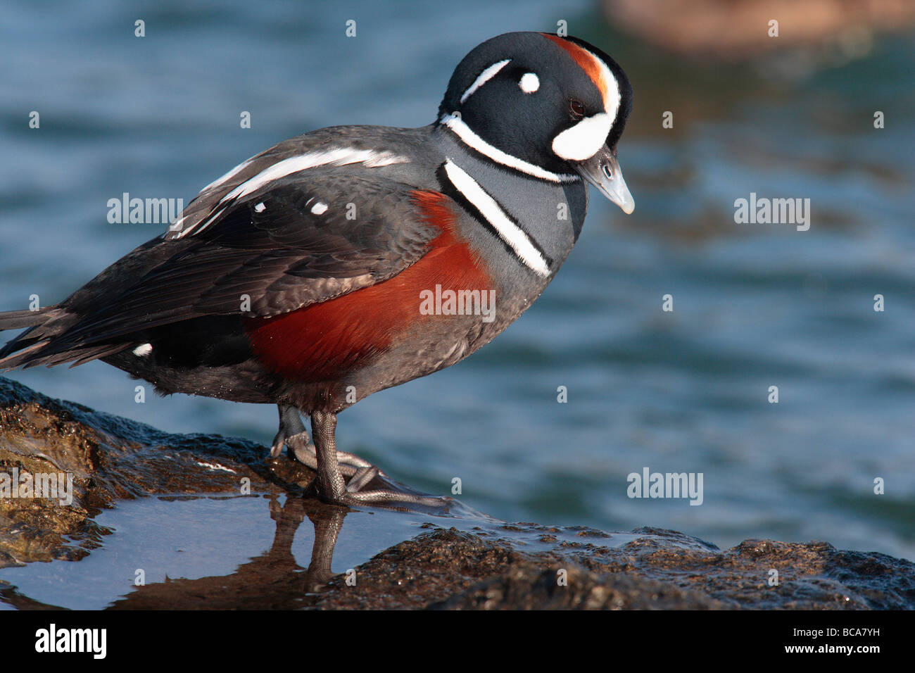 A harlequin drake Stock Photo - Alamy