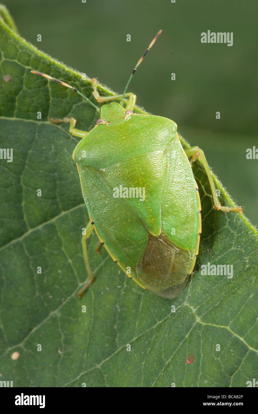 A green shield bug feeds on plant sap Stock Photo Alamy