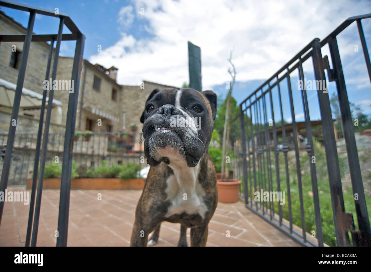 A brown and white Boxer dog outside the house Stock Photo