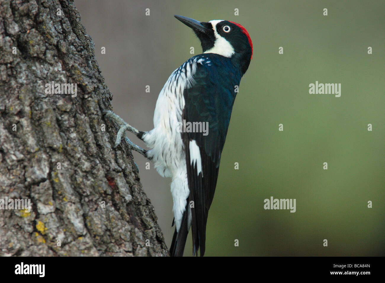 An acorn woodpecker pauses. Stock Photo
