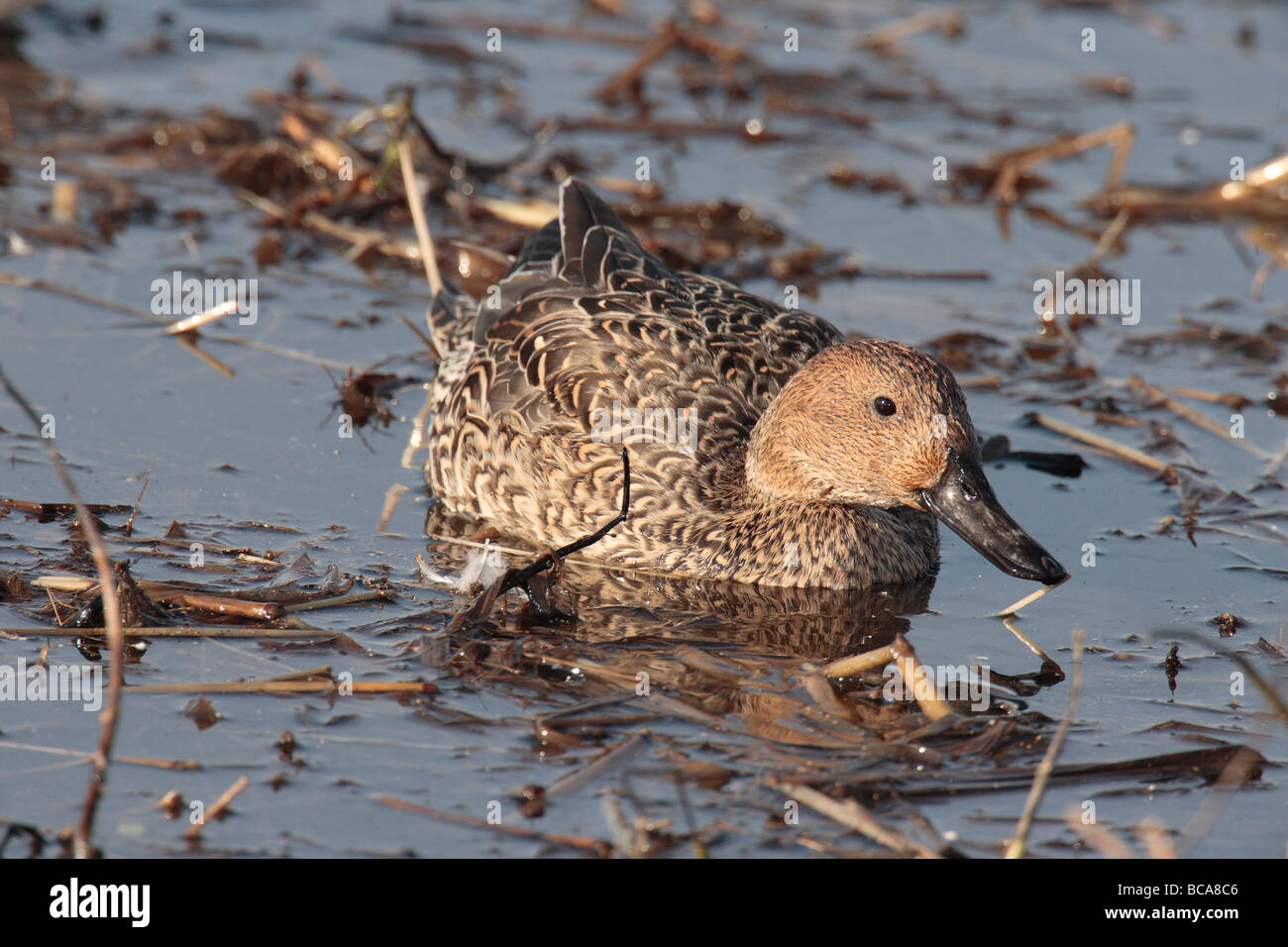 A northern pintails swims through a marsh. Stock Photo