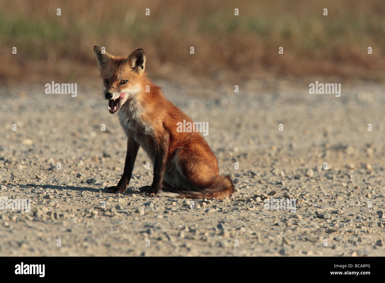 A red fox pauses to lick its chops. Stock Photo