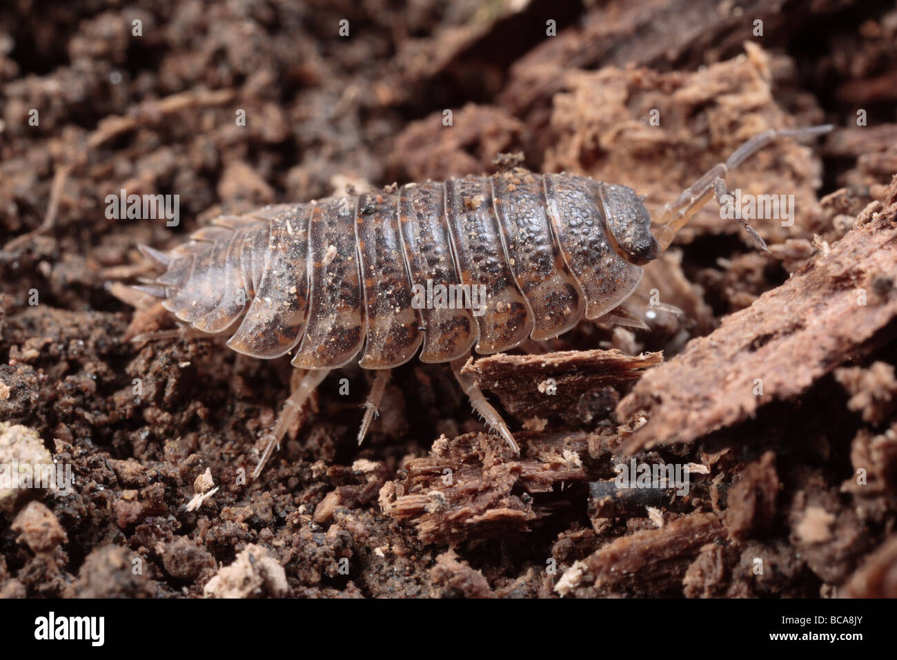 A pill bug or pillbug feeds on forest litter. Stock Photo