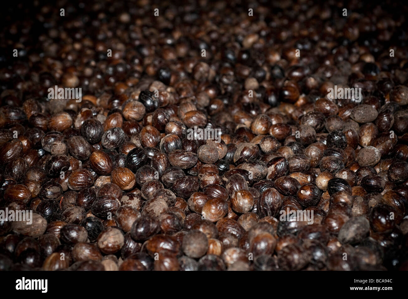 Nutmegs drying in their shells Stock Photo