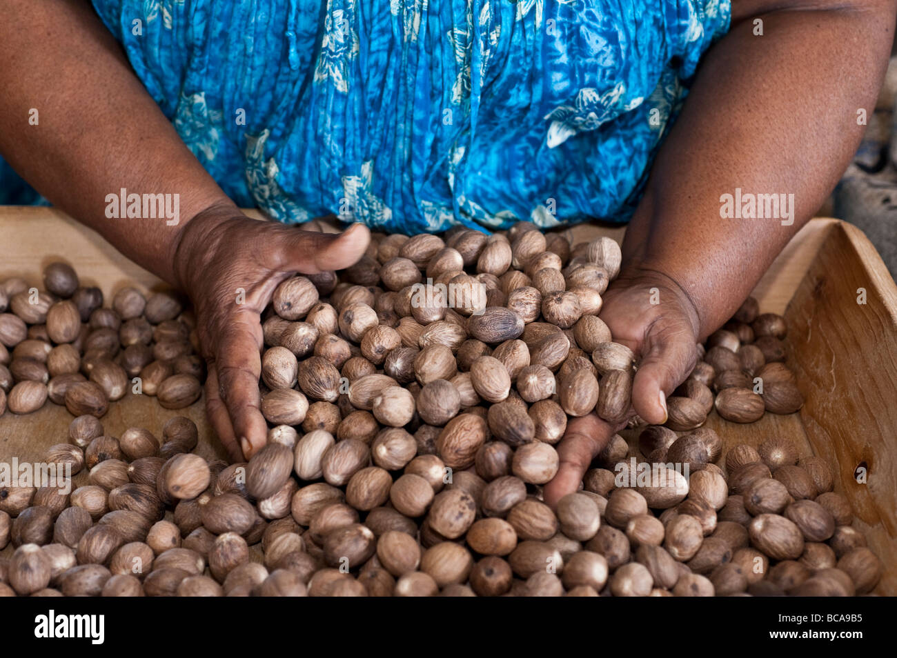 Grenada nutmeg plant hires stock photography and images Alamy