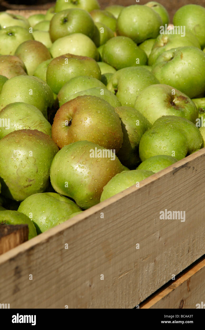 Crate of Armagh Bramley apples waiting to go into storage before being