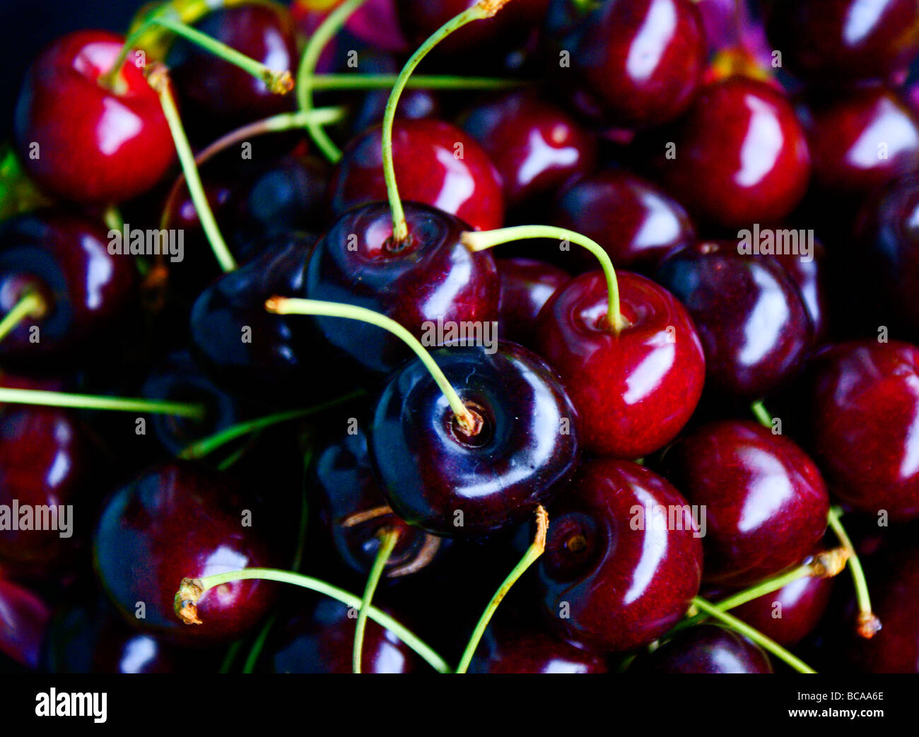 Freshly picked ripe and juicy cherries in soft focus. Stock Photo