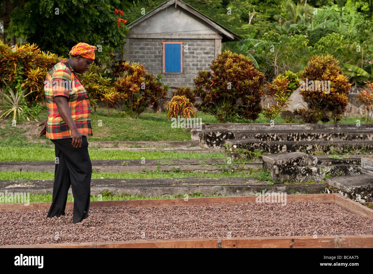 A local Grenadian woman in colourful dress 'walking the beans' the best way to turn cooa beans to dry evenly in the tropical sun Stock Photo