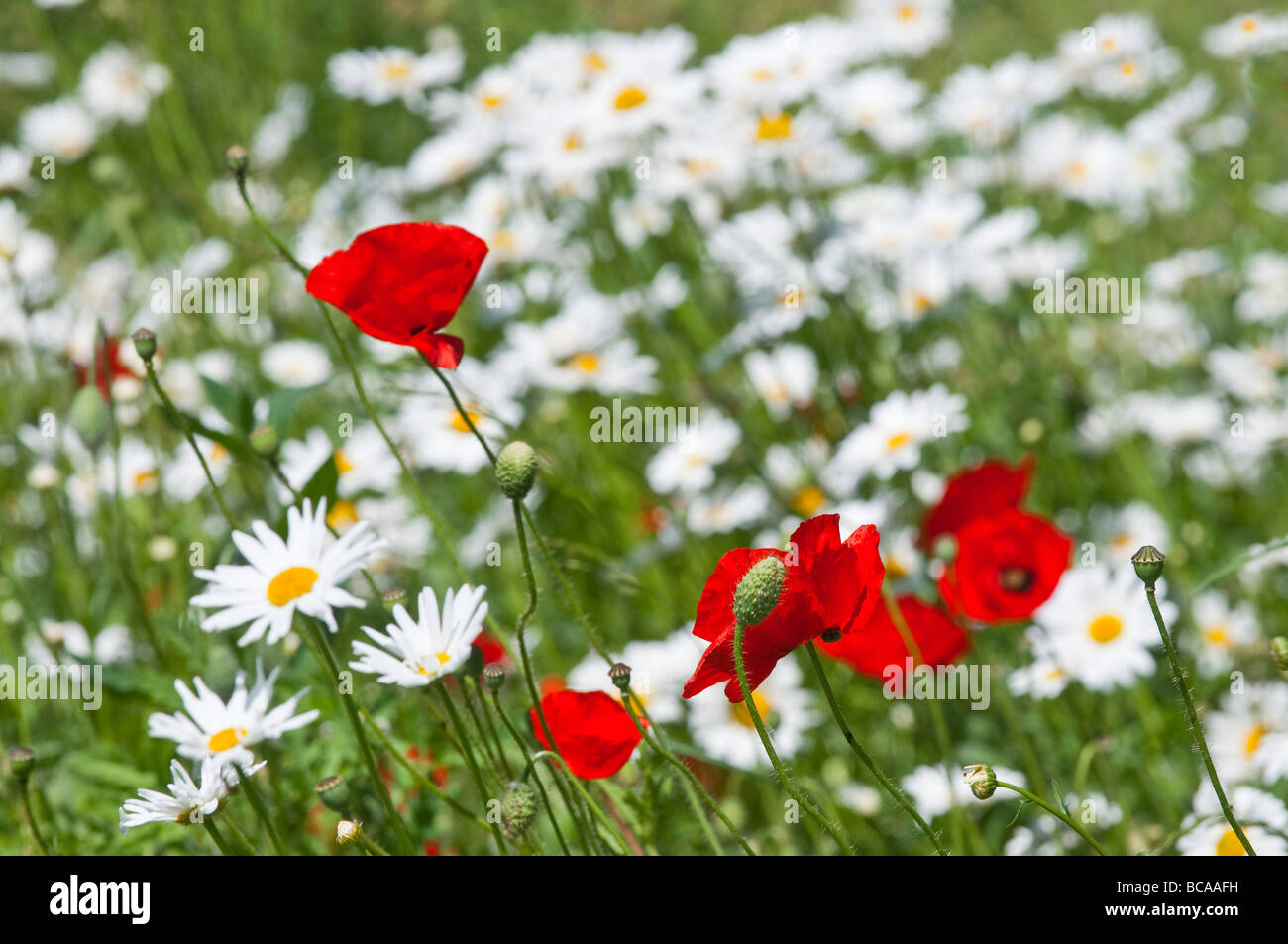 Swathe of Common Poppy and Ox-eye Daisy flowers - Indre-et-Loire, France. Stock Photo