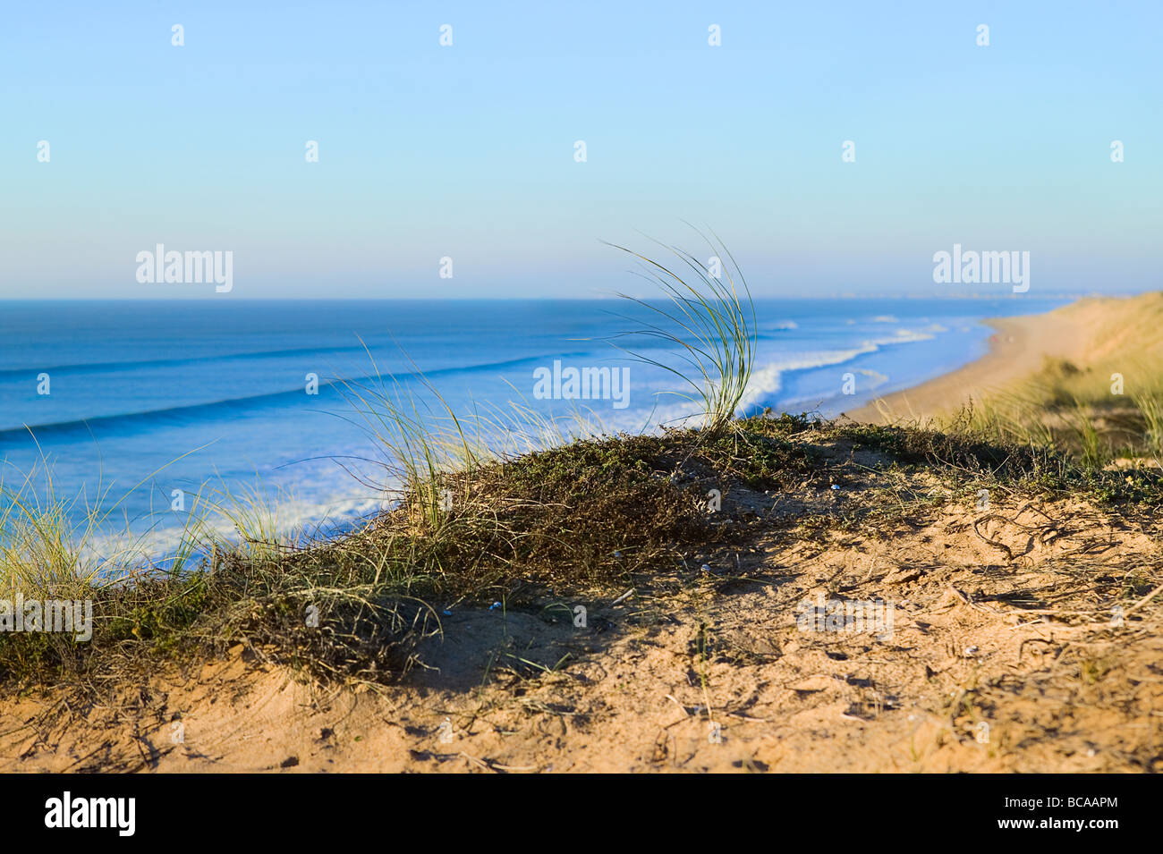 Beach weeds hi-res stock photography and images - Alamy