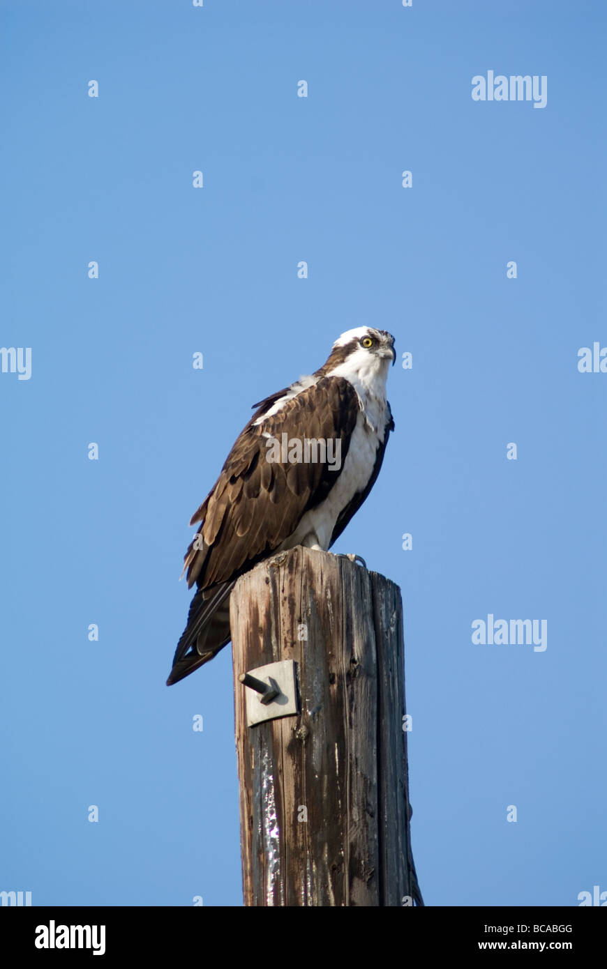 Osprey (Pandion haliaetus) perched on a post. Stock Photo