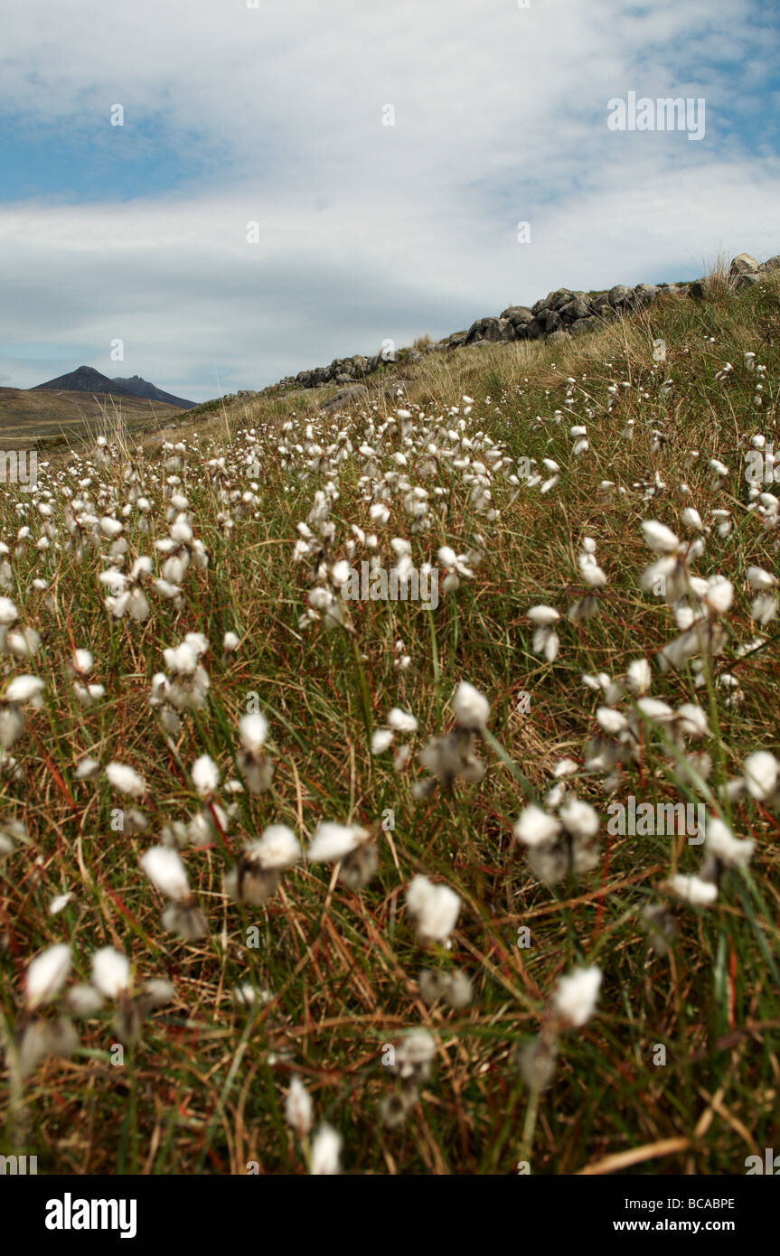 Bog cotton or cottongrass growing in peat bog, Mourne mountains Stock Photo Alamy