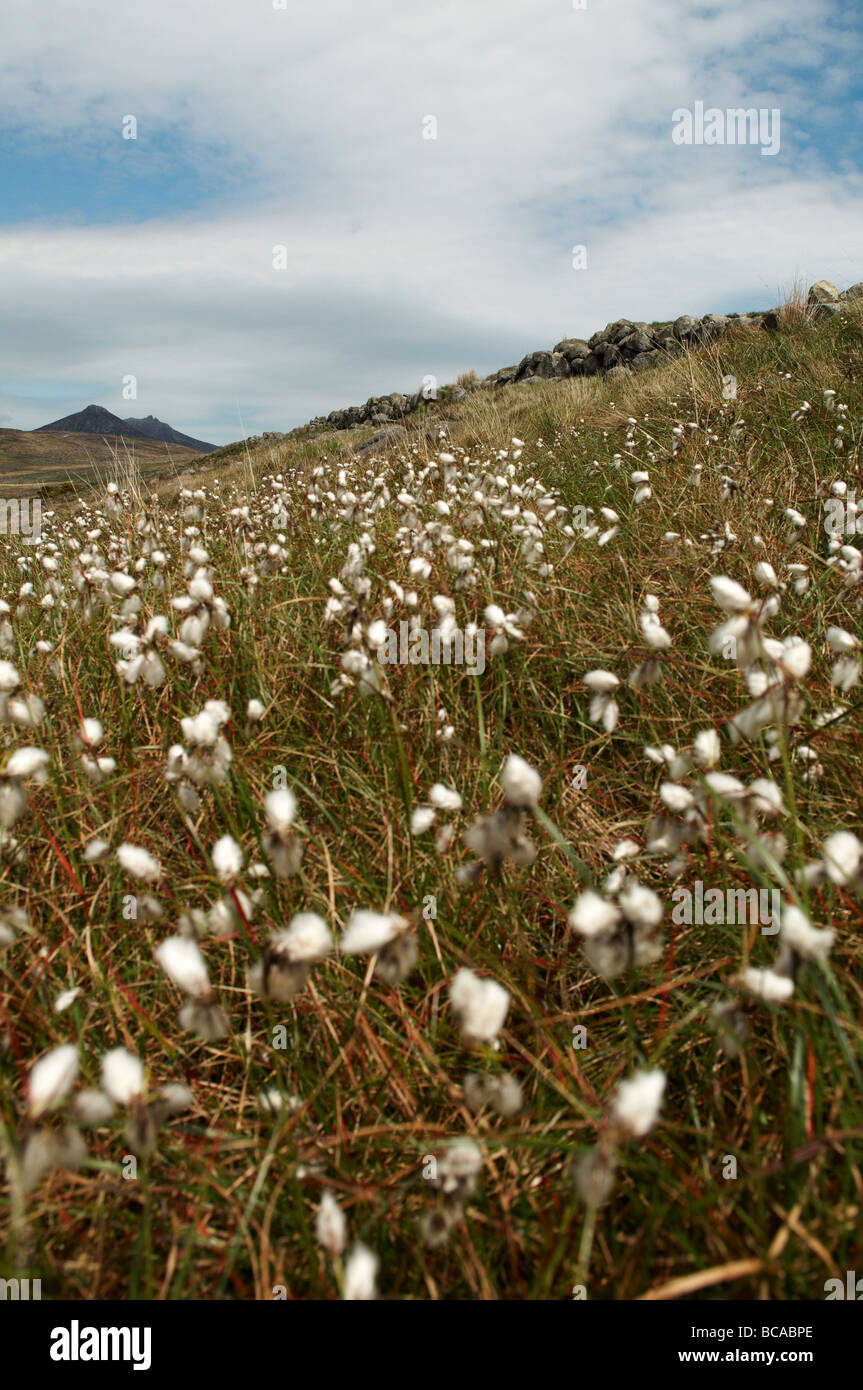 Bog cotton or cottongrass growing in peat bog, Mourne mountains Stock Photo