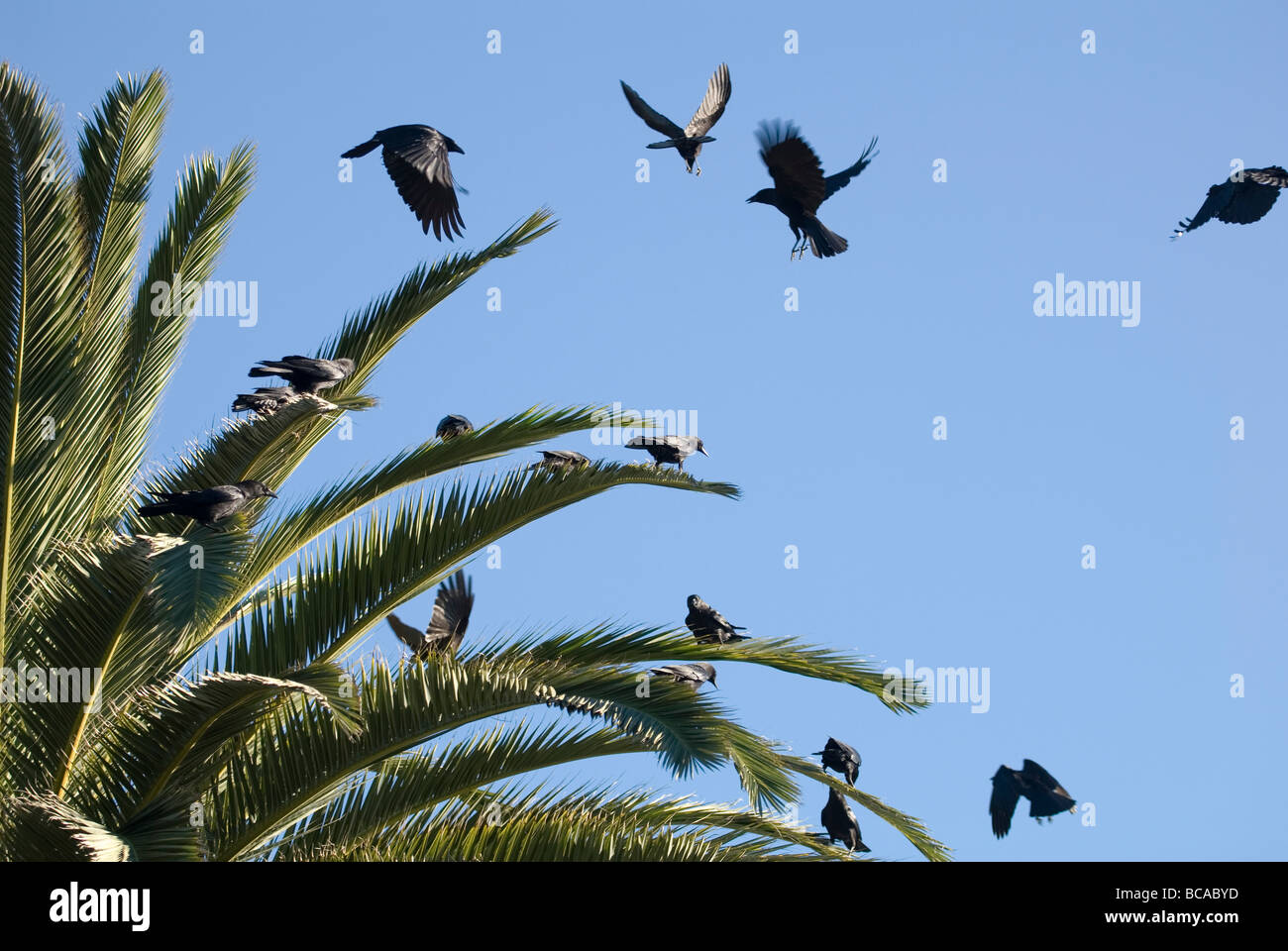 American Crows (Corvus brachyrhynchos) causing a fuss in a palm tree