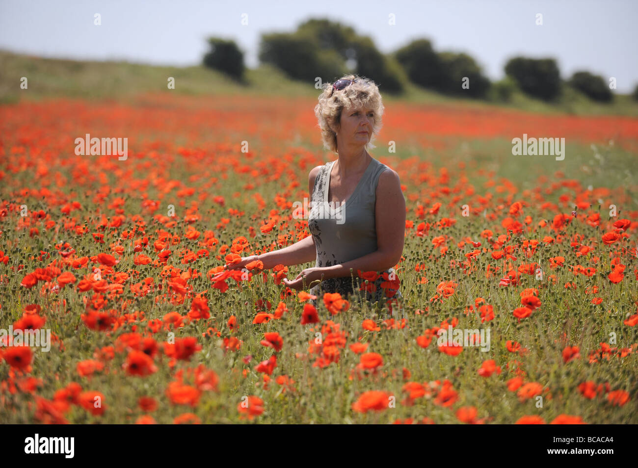Mature poppy hi-res stock photography and images - Alamy