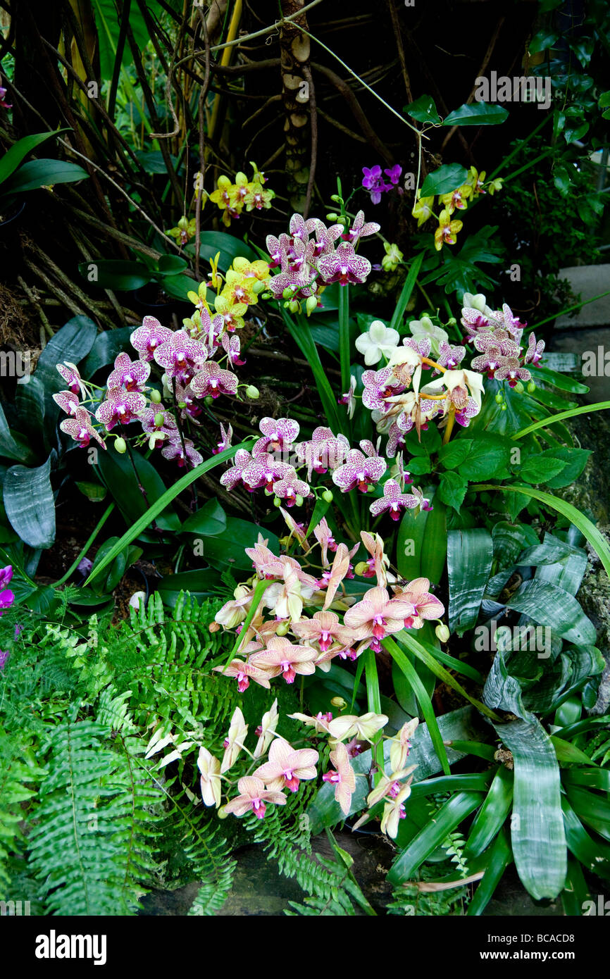 orchids in the Bloedel Floral Conservatory, Queen Elizabeth Park, Vancouver, British Columbia, Canada Stock Photo