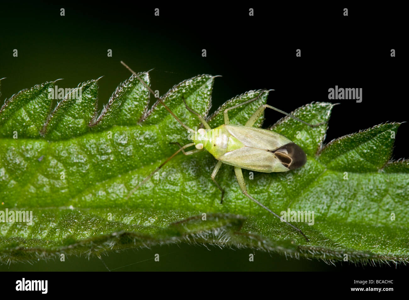 Potato bug hires stock photography and images Alamy