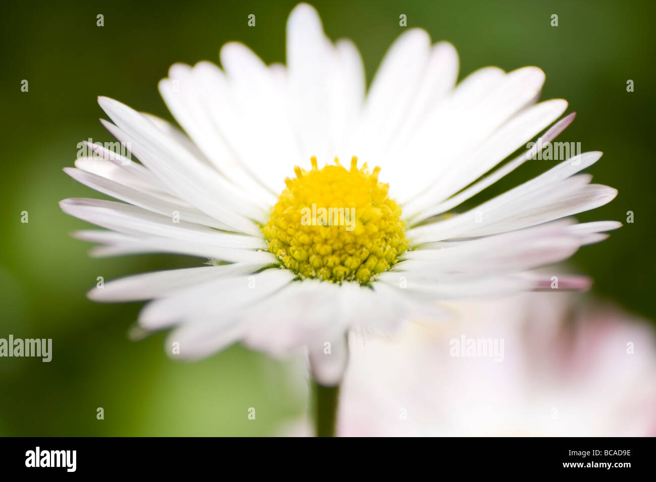 Macro shot of daisy flower Green meadow in a background. Stock Photo