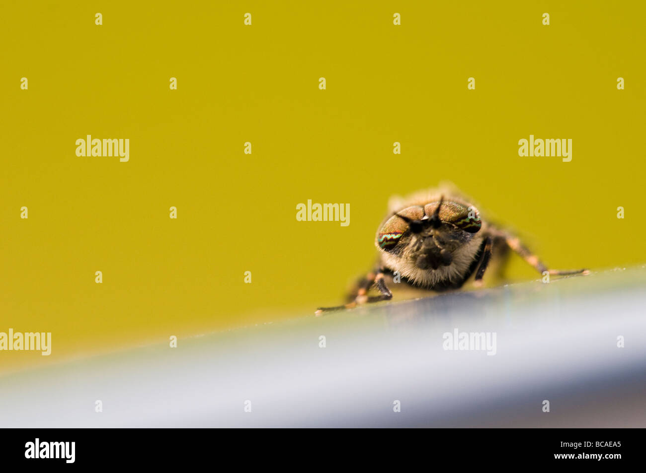 Cleg Stock Photos & Cleg Stock Images - Alamy