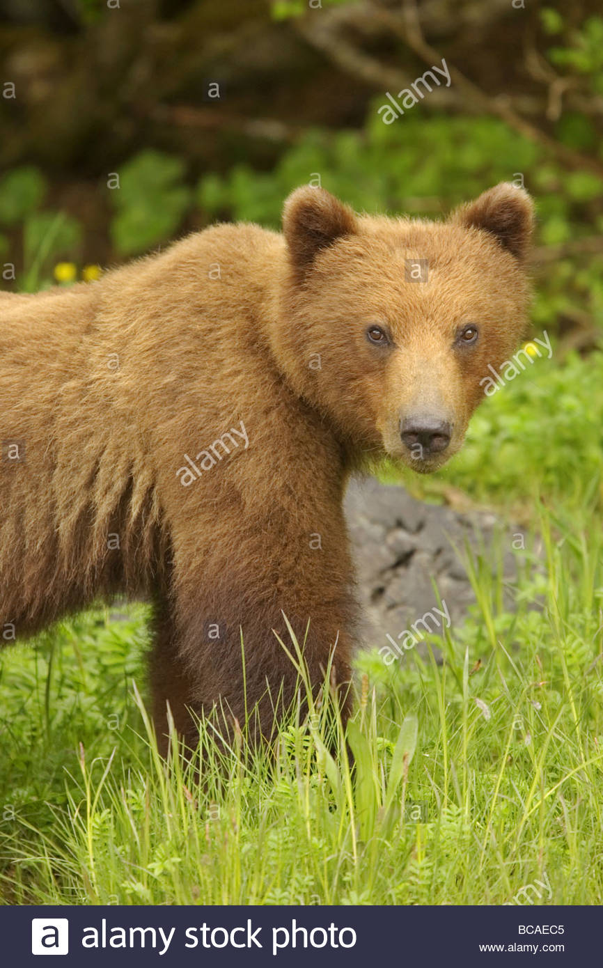 Close portrait of Brown Bear along grassy shore. Stock Photo
