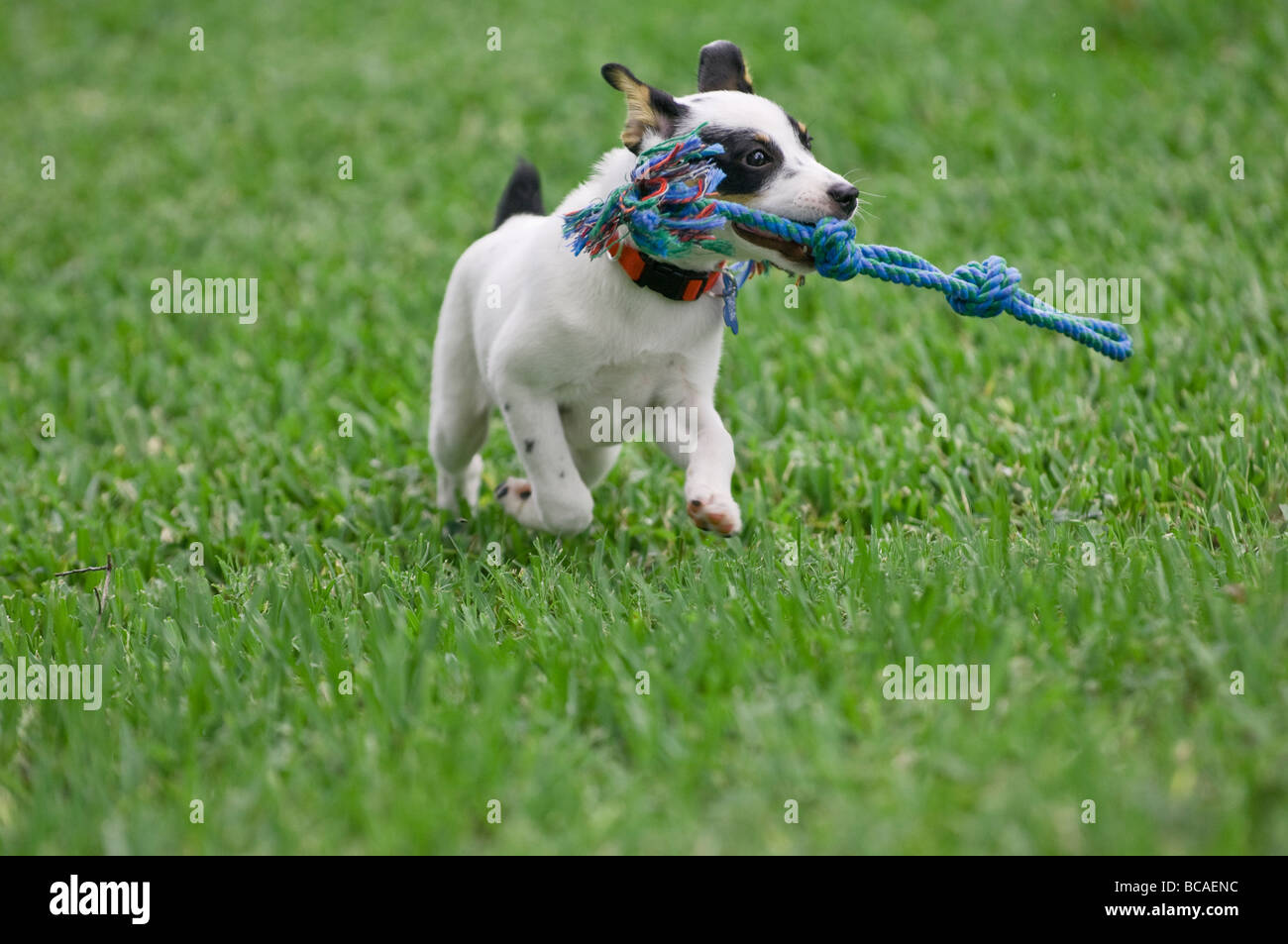 rat terrier puppy fetching rope toy Stock Photo Alamy
