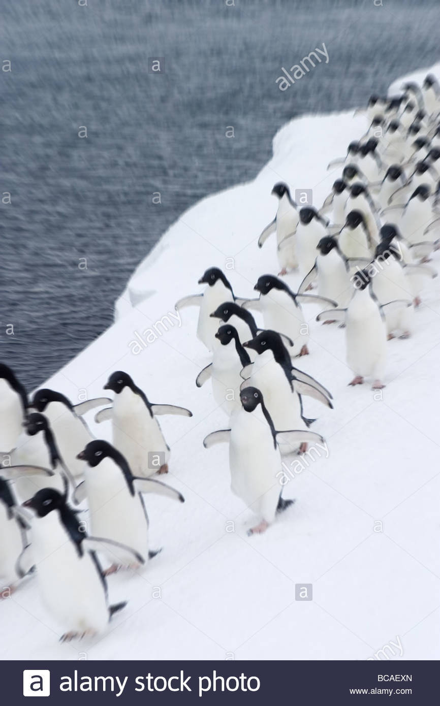 Adelie Penguins (Pygoscelis adeliae) walking in line. Stock Photo