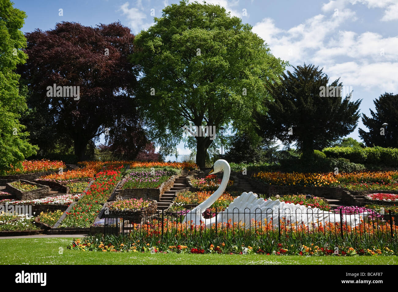 Floral display and the famous swan in Stapenhill Gardens, Burton upon Trent, Staffordshire Stock Photo
