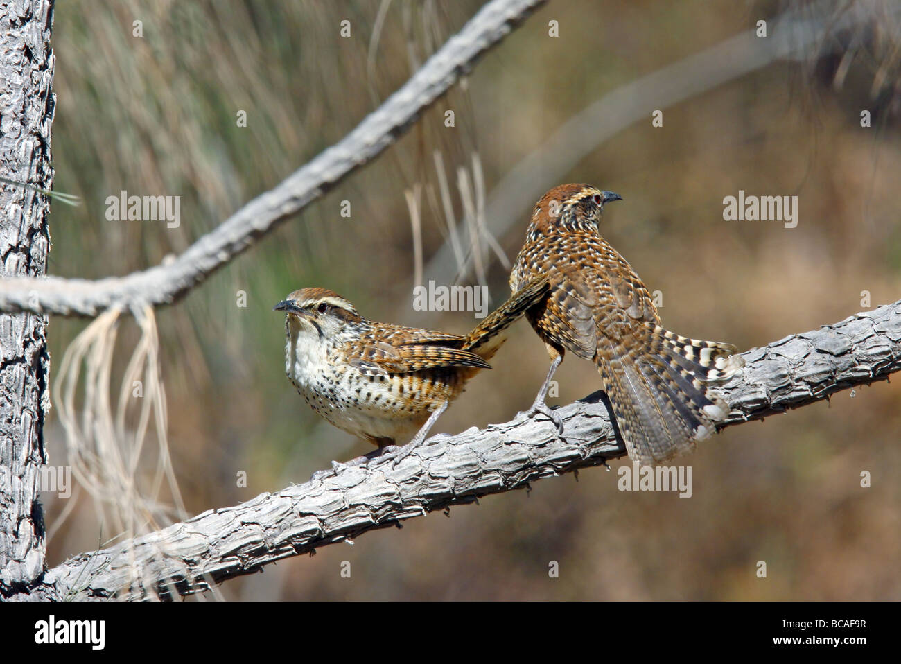 Spotted Wren Stock Photo